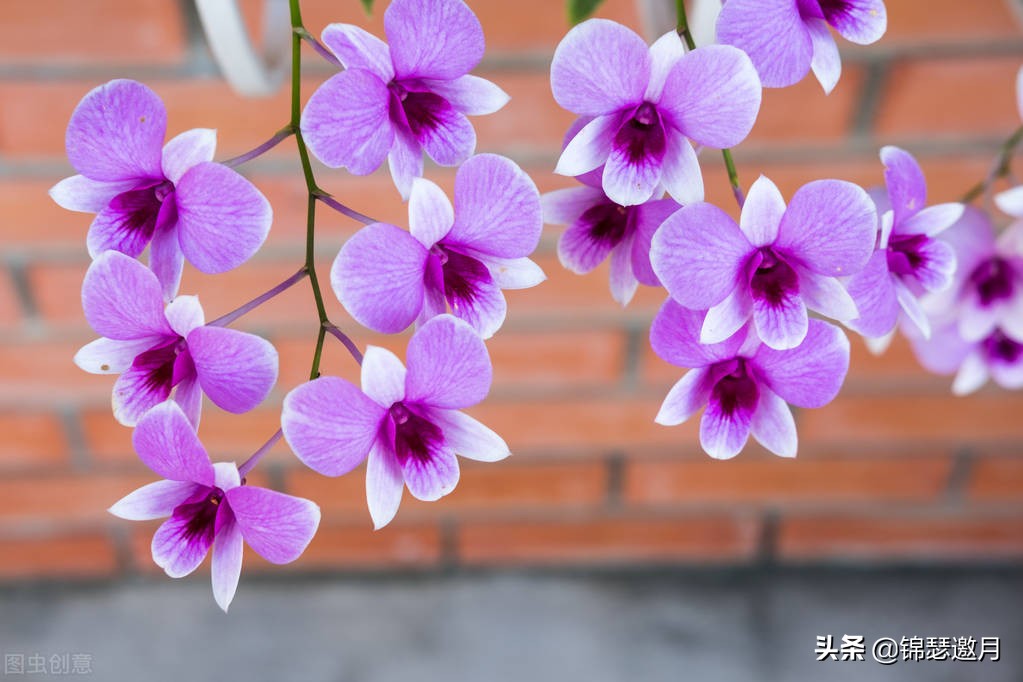 春兰奇蝶花图片,春兰花园美图欣赏