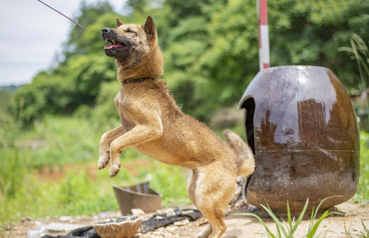 老祖宗选狗记住一句口诀,挑选狗的口诀