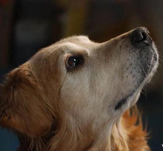 宠物去世怎么安慰,如何安慰宠物去世