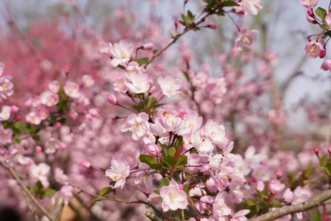 春日打卡|三月春风吹海棠,花开缤纷迷人眼