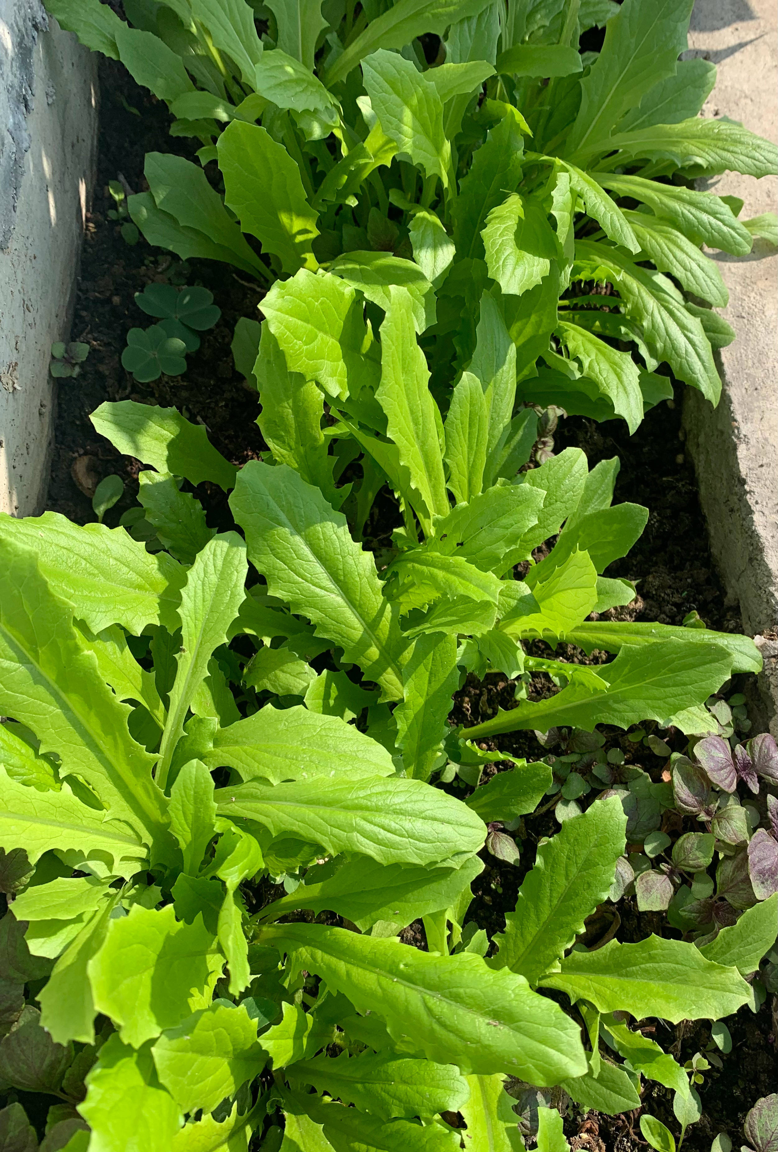 3种蔬菜,种快速生长的青菜的方法和步骤