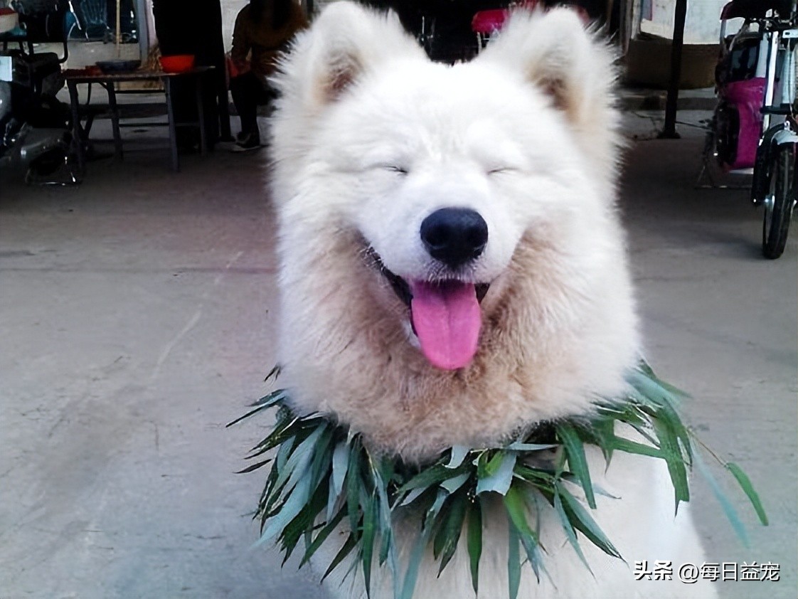 萨摩耶被这样对待，路人都看不下去了，这么好的狗可惜了