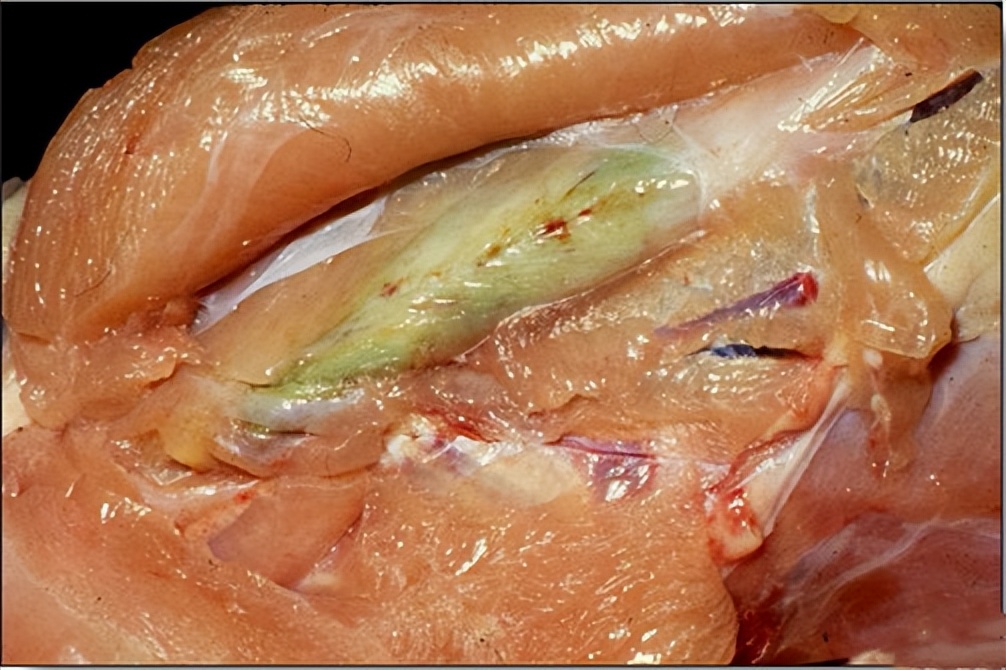 鸡有哪些疾病,鸡有炎症什么表现