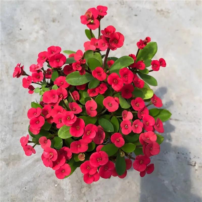 温度低于15度养花,耐热好养四季开花太阳花