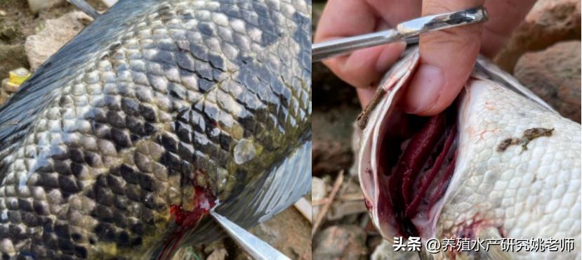 生鱼烂身预防,生鱼身上烂了怎么办