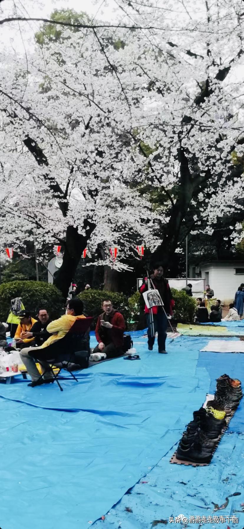 日本印象：樱花生活、排队文化、忠犬八公