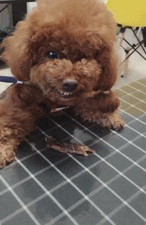 边牧狗狗训练教程18个技巧,狗狗大小便训练技巧