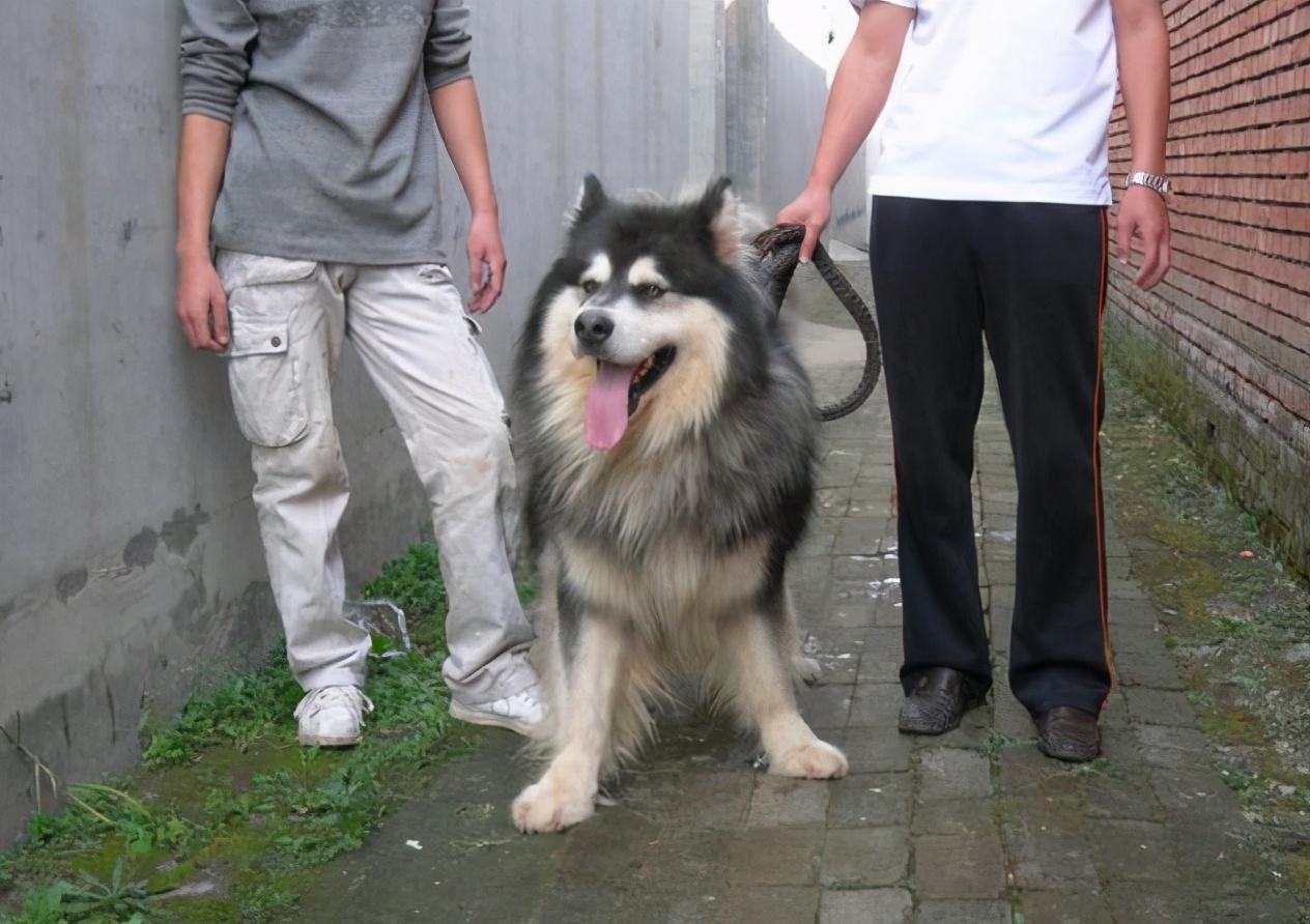 为什么阿拉斯加很少养,阿拉斯加雪橇犬有什么优点