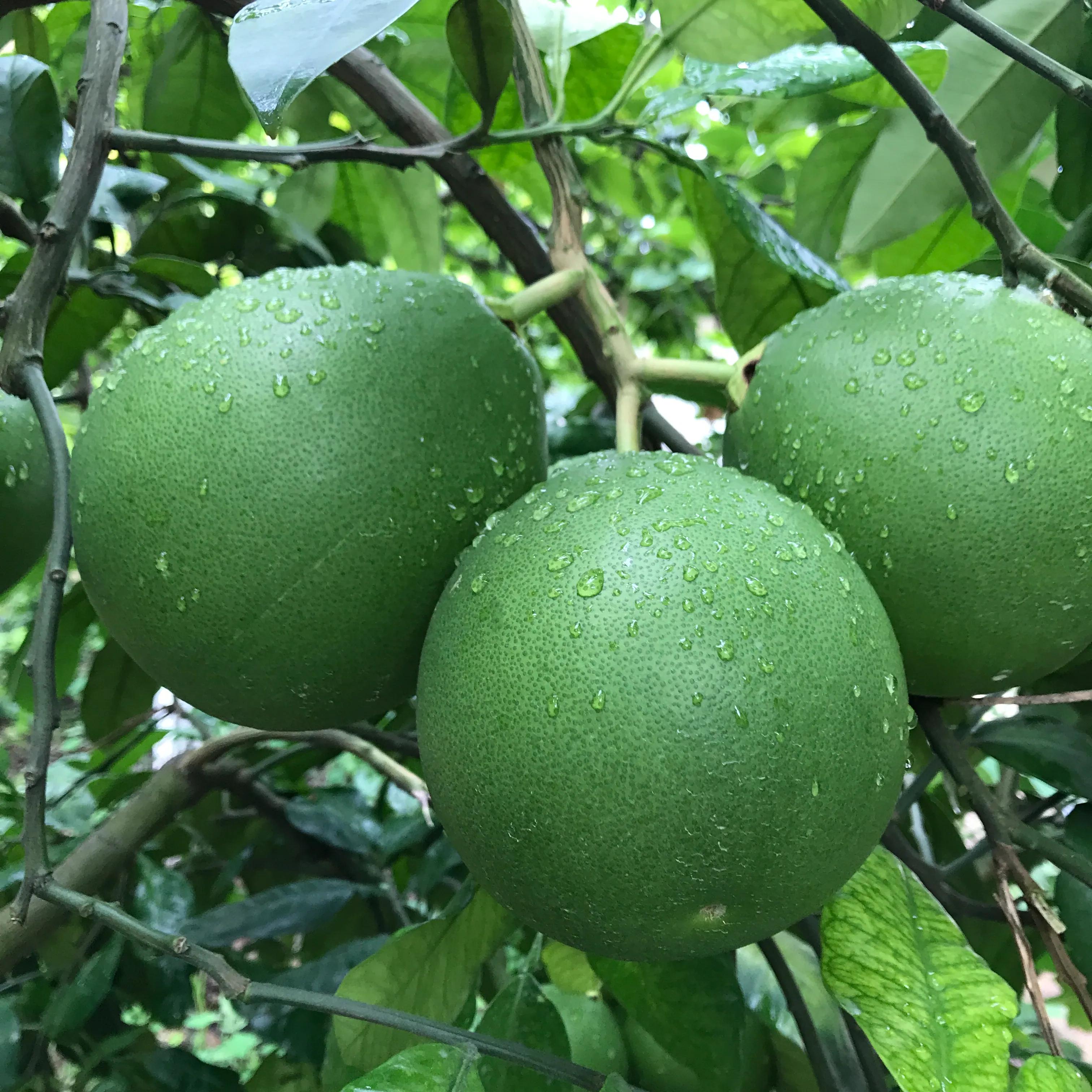 世外桃源山顶的隐居生活,山顶世外桃源