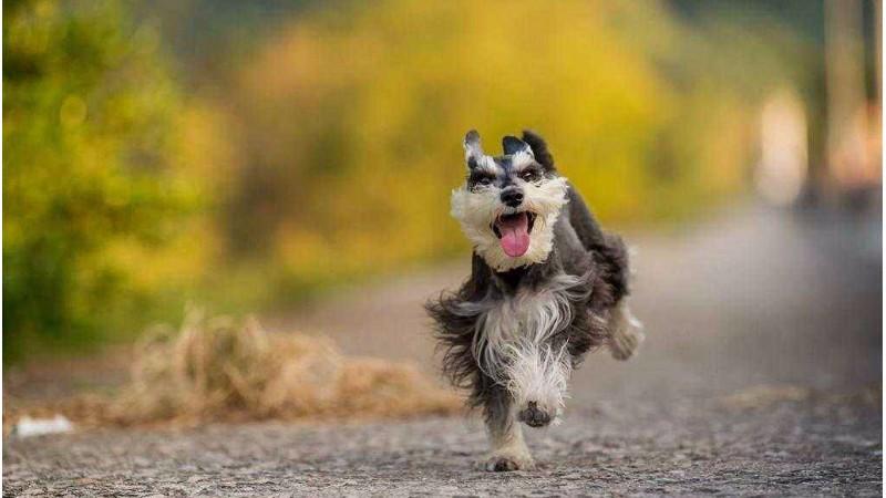 想养个中小型狗养什么好呢,想养一只雪纳瑞犬