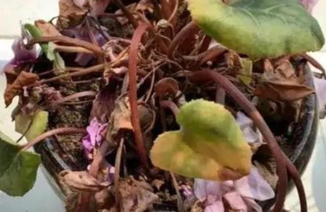 5种花浇不死浇水越多长得越旺,夏天种花早上还是晚上浇水好