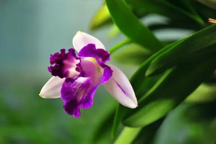 你不知道的国家冷知识玻利维亚篇,你不知道的国家冷知识多米尼加篇