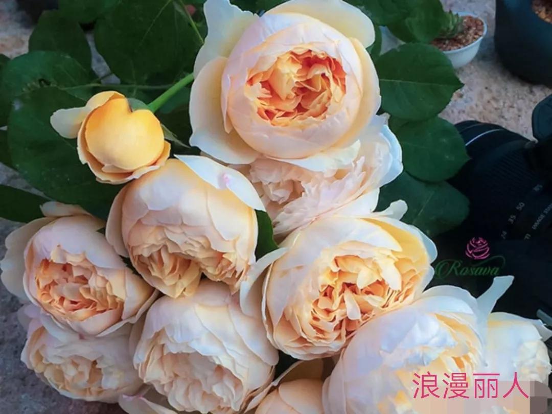 花店卖的切花月季品种,切花月季冬季修剪方法