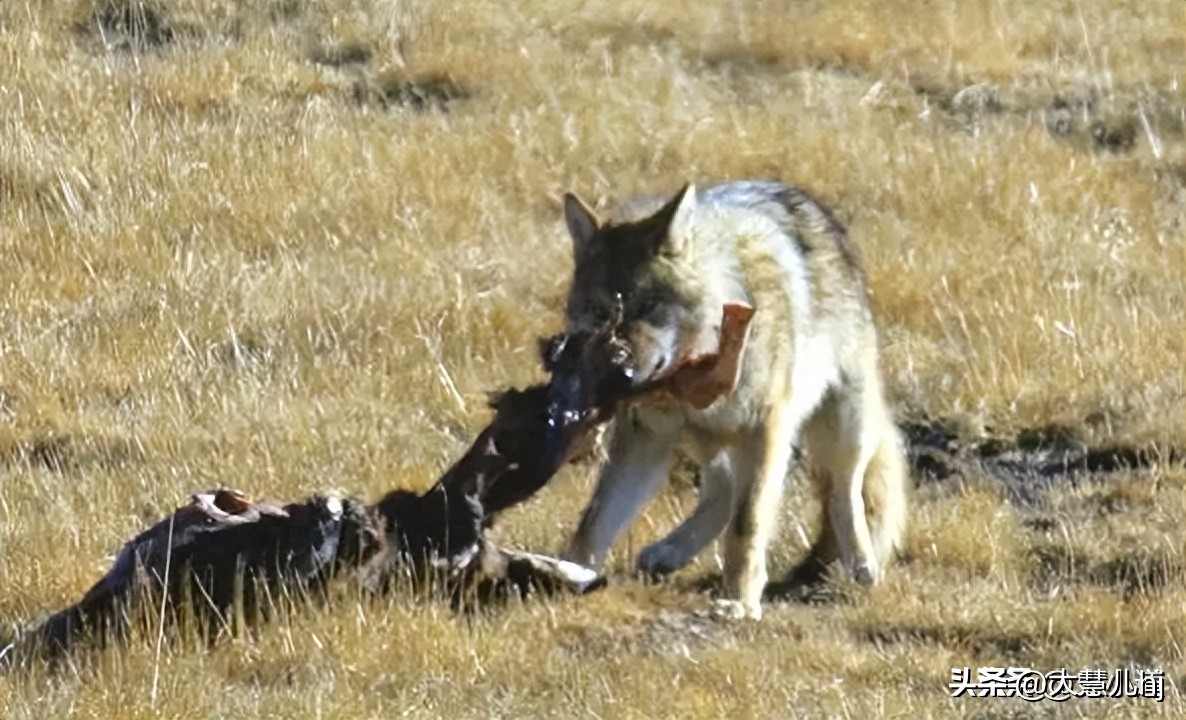 情侣野外发现尸体,情侣拜天地