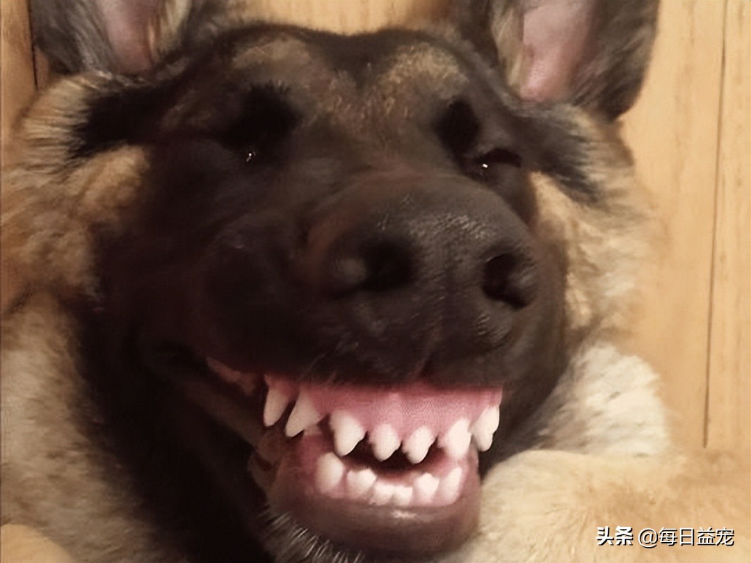 狗狗长时间躺地上，容易得肘关节囊肿，狗子：还不快给老子准备床