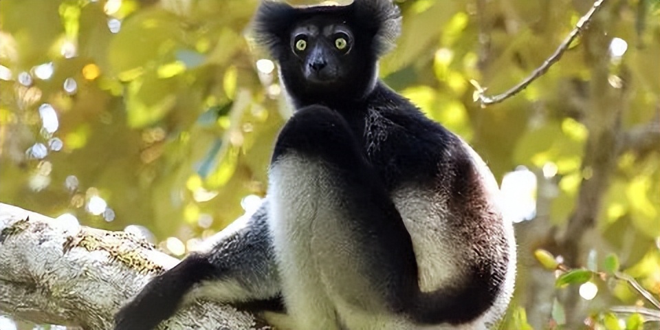 可爱妖娆的小精灵，超过瘾|这里的狐猴也太好撸了吧！