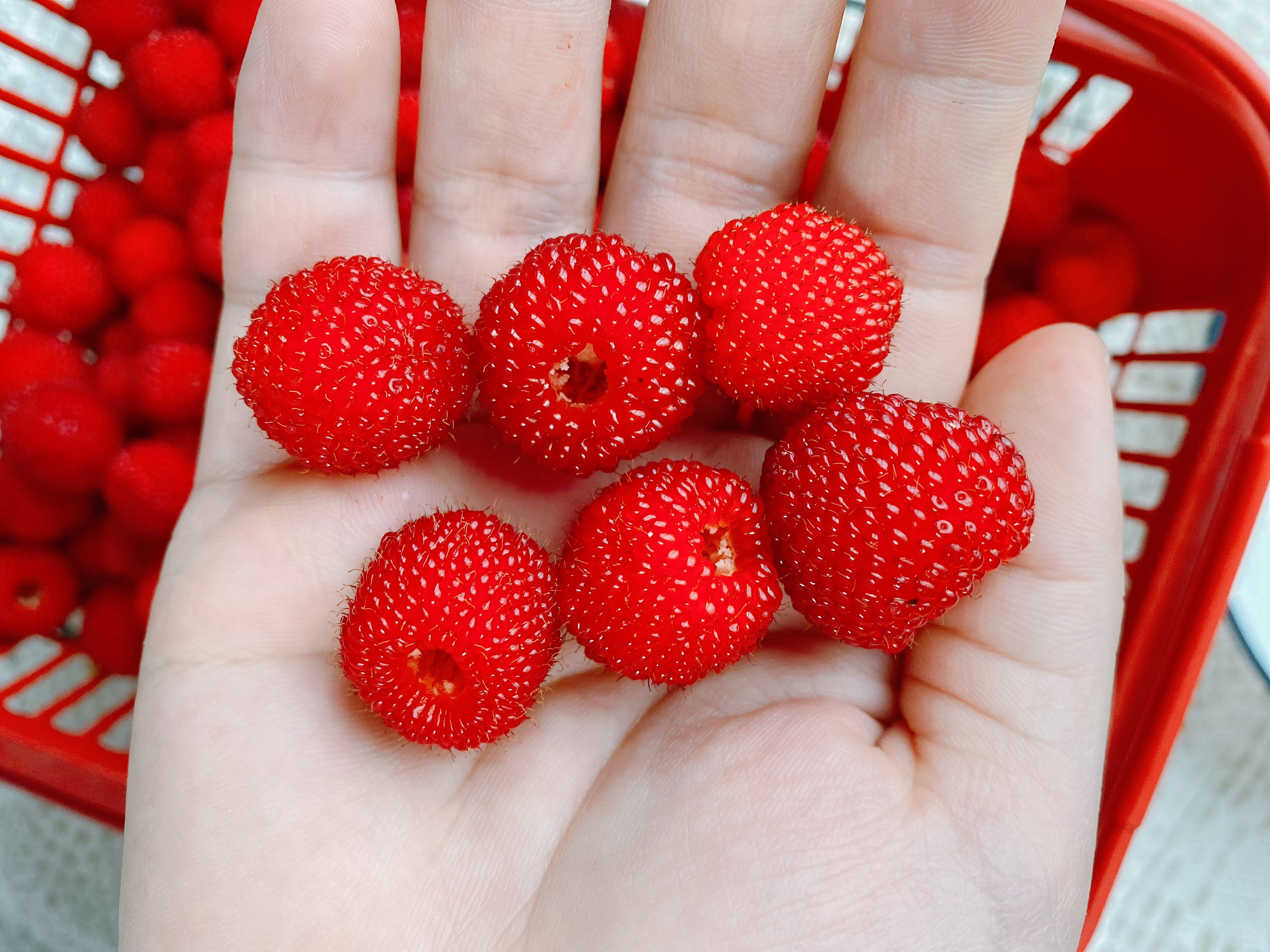 最适合泡酒的水果排行榜,水果泡酒排行榜前十名柠檬泡酒