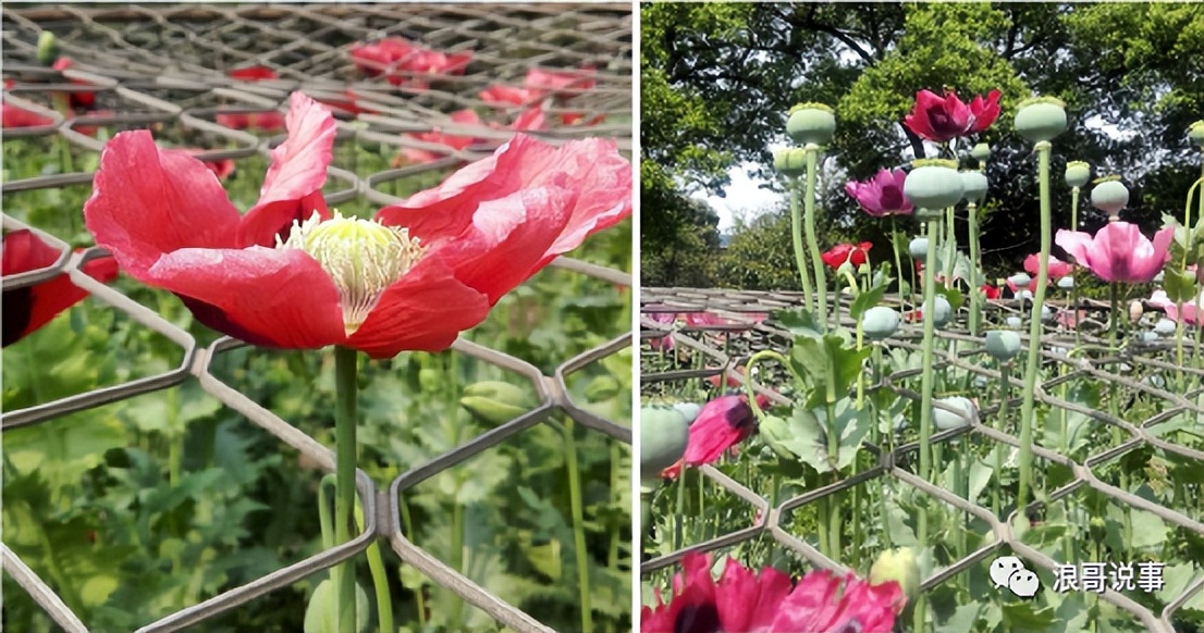 介于*粟罂**与虞美人之间的物种--冰岛*粟罂**（野*粟罂**）