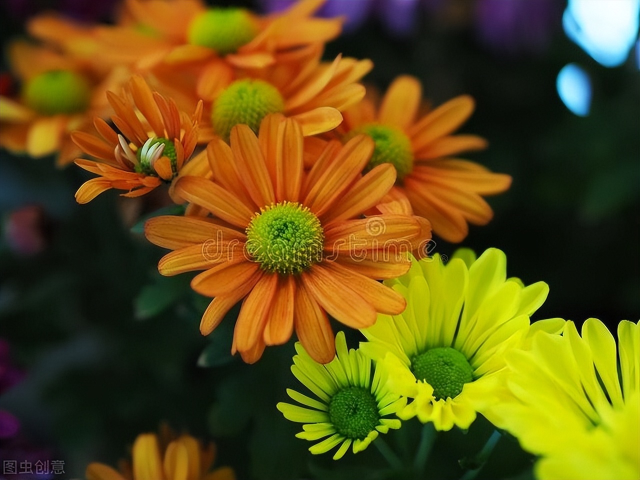 中国古典十大花卉,中国传统十大花卉有哪些