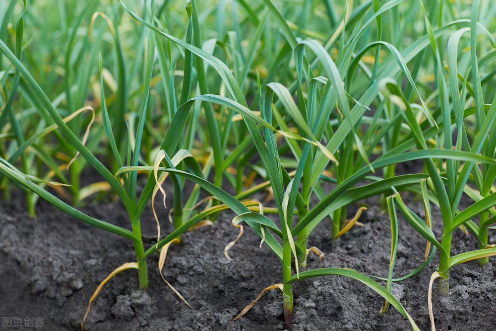 大蒜黄叶怎么防治,大蒜黄叶怎么补救最快方法