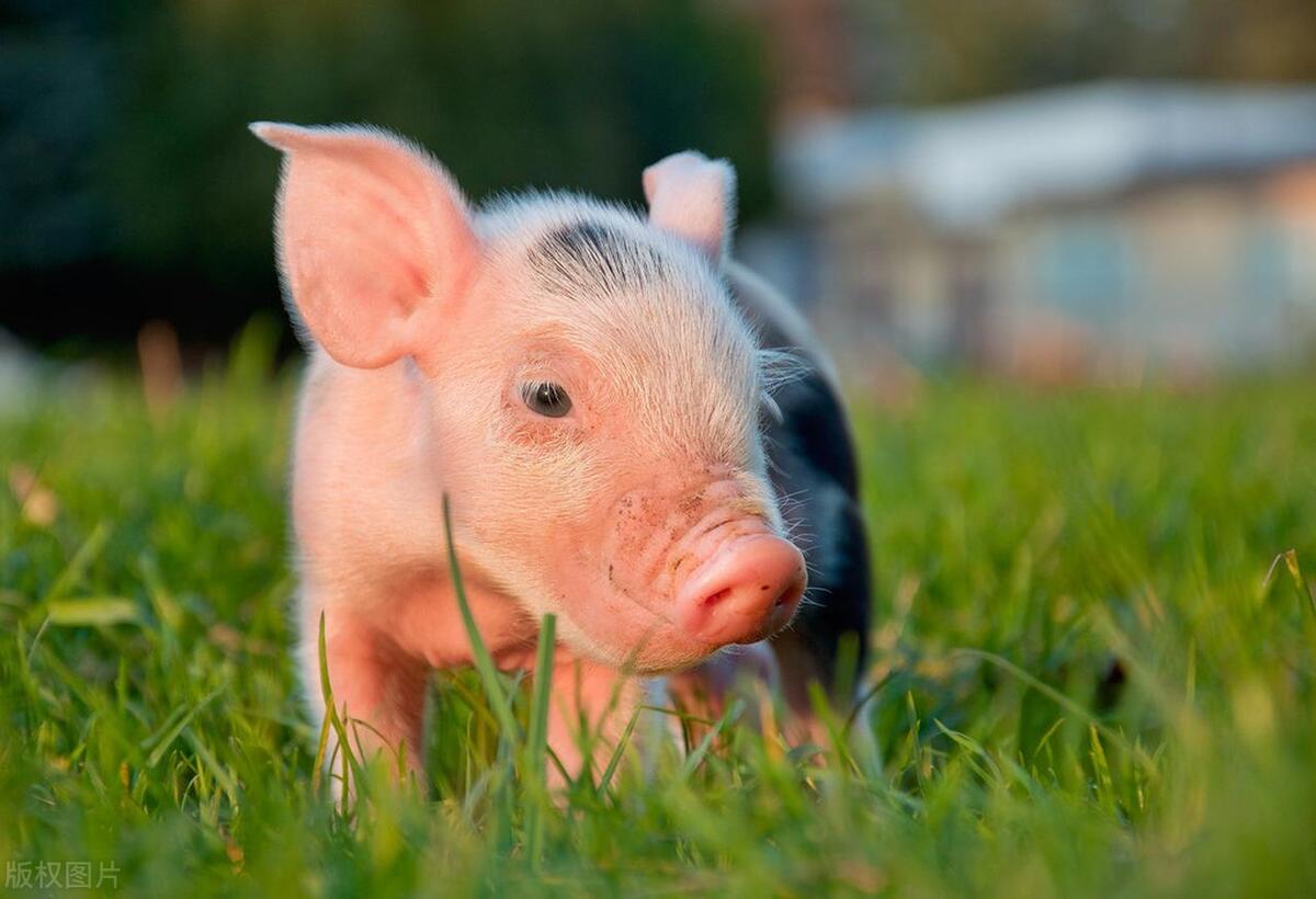 猪结膜炎,育肥猪结膜炎怎么治