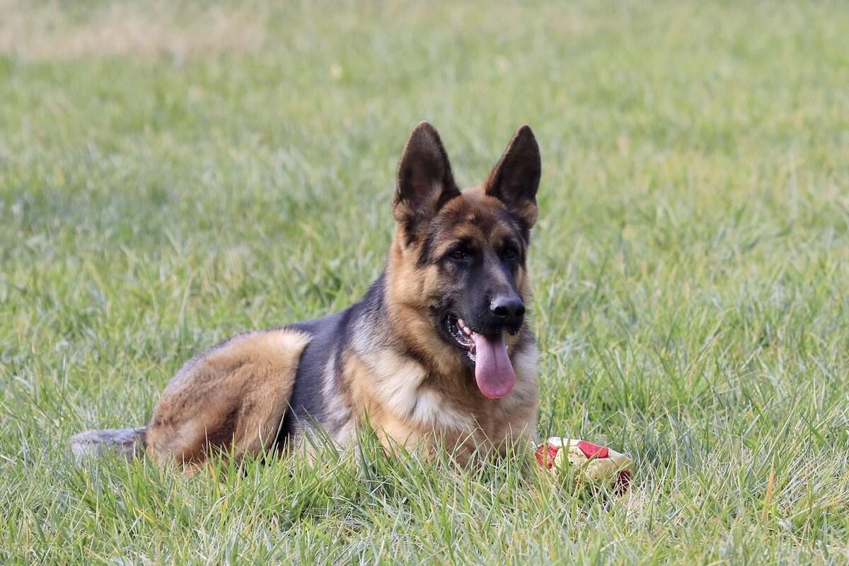 德国牧羊犬和边境牧羊犬谁更聪明,德国牧羊犬纯种双血统德牧护卫犬