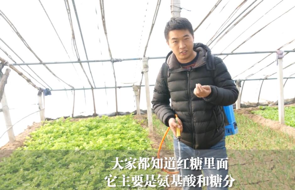 红糖做肥料会招蚂蚁有办法防止吗,过期的红糖可以撒在田里当肥料吗