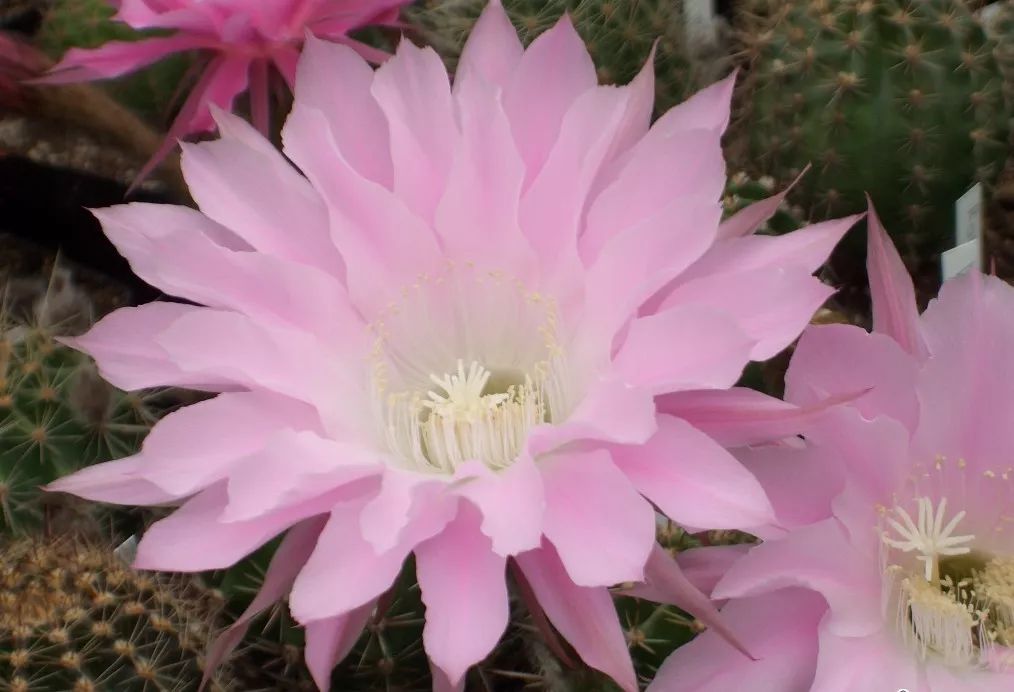 200种·仙人球开花图鉴，大开眼界，美到爆