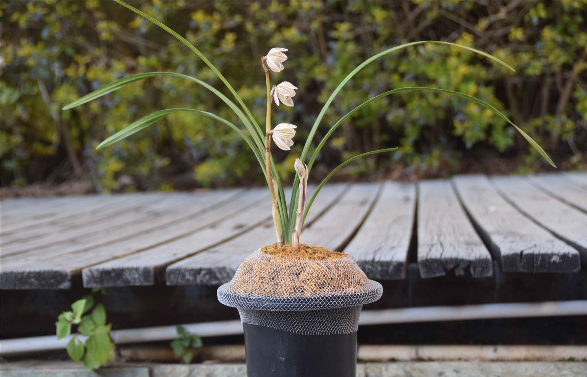 开花最香的传统兰花品种,兰花既花大又花香的品种