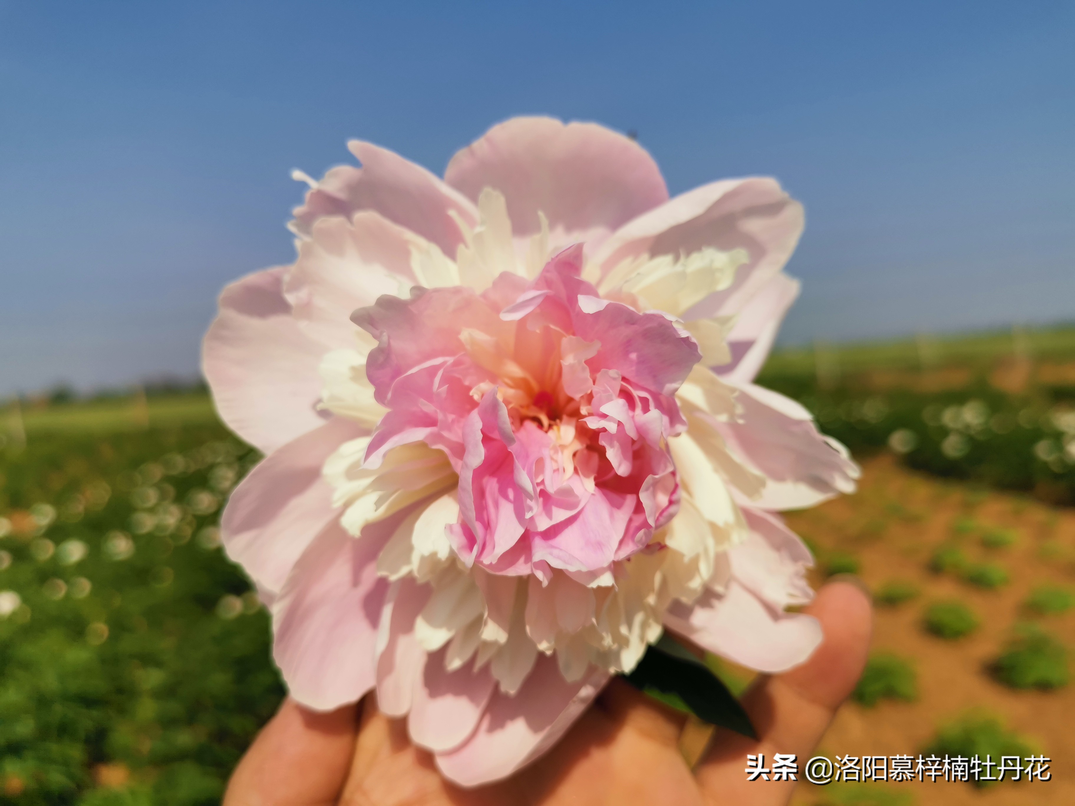 牡丹芍药的种植方法和注意事项,芍药苗子购买