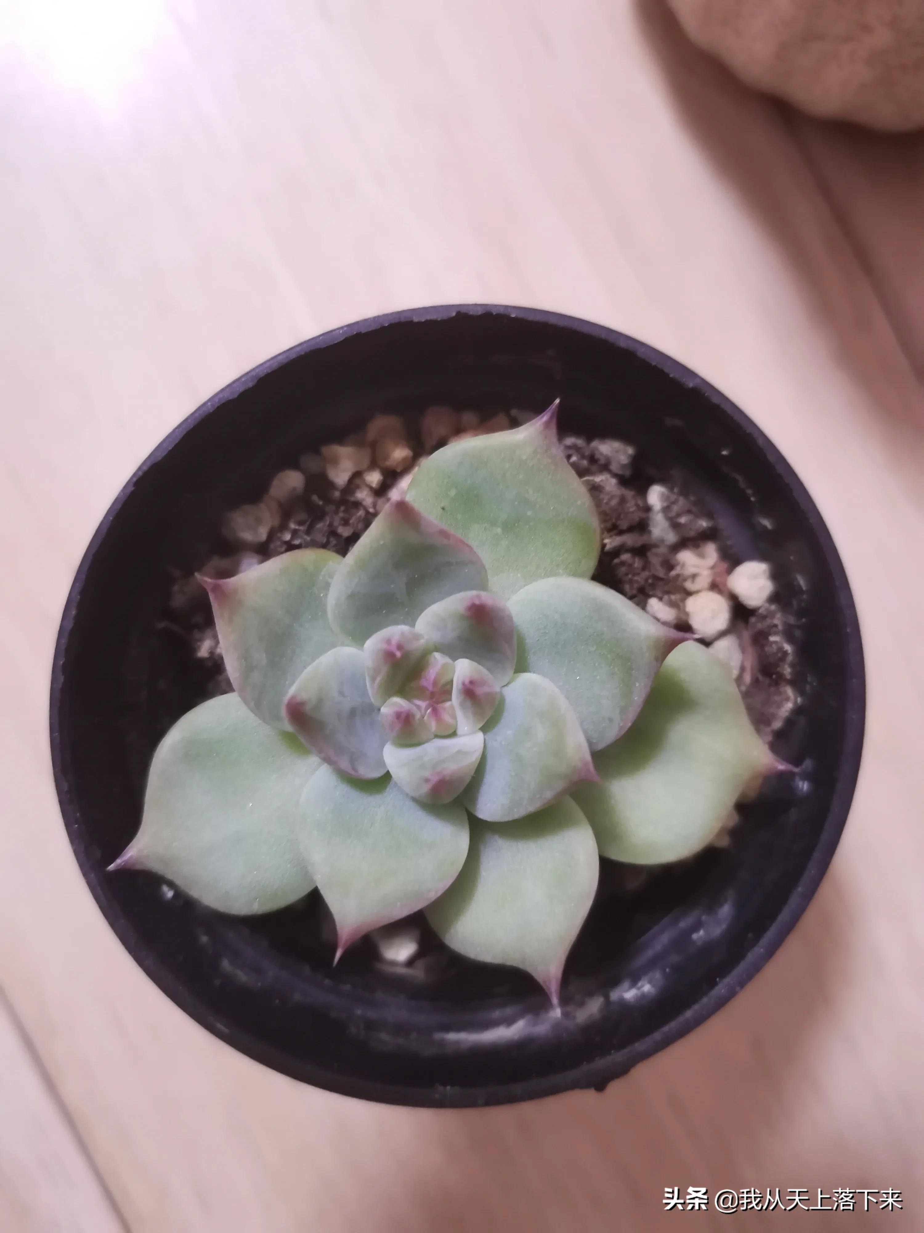 多肉品种及图片大全欣赏,多肉品种辨别图片大全欣赏