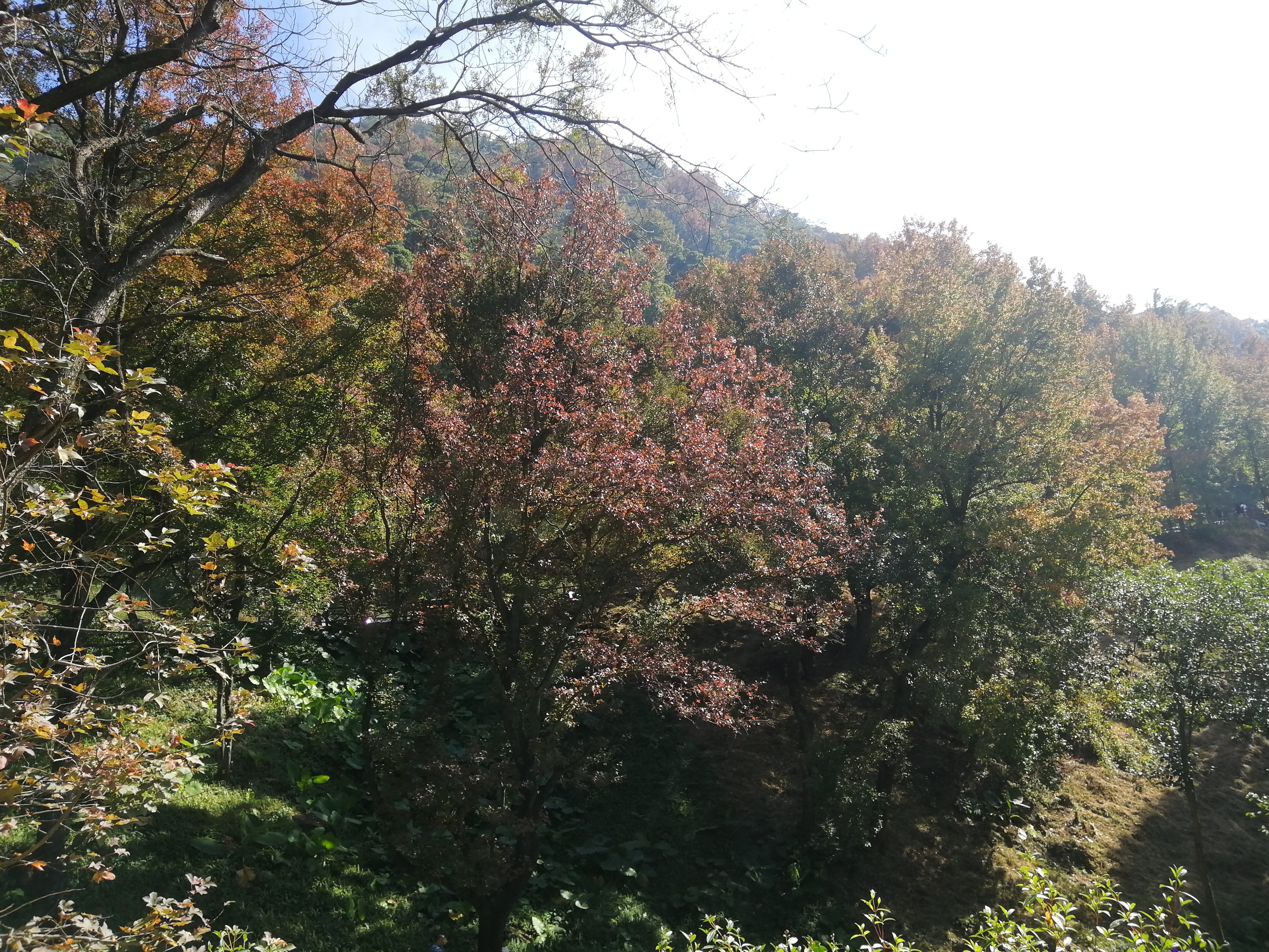 石门森林公园樱花谷交通线路,从化石门公园枫叶