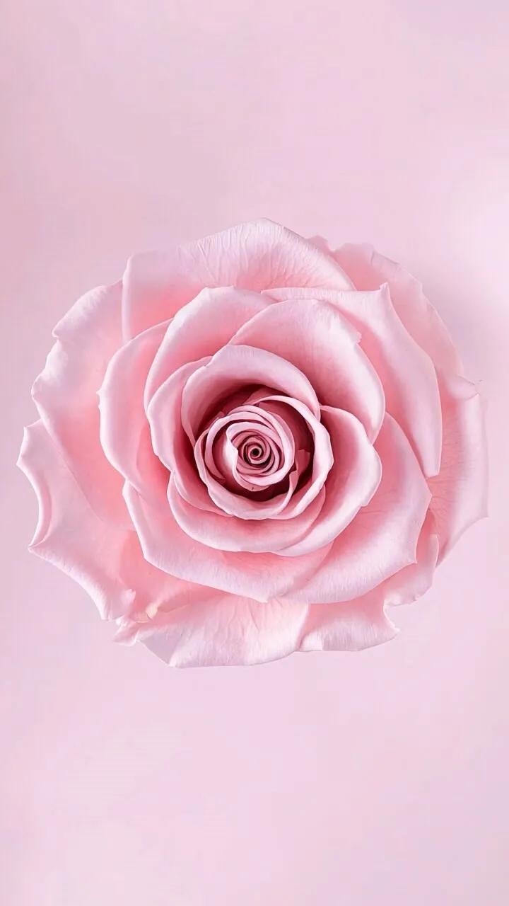 上班励志高清壁纸4k全屏电脑壁纸,黑鲨壁纸动态壁纸高清全屏90帧