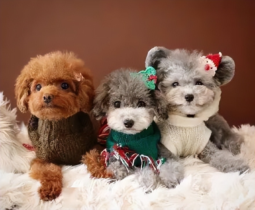 贵宾犬毛发黄是怎么了,如何改善贵宾犬毛发