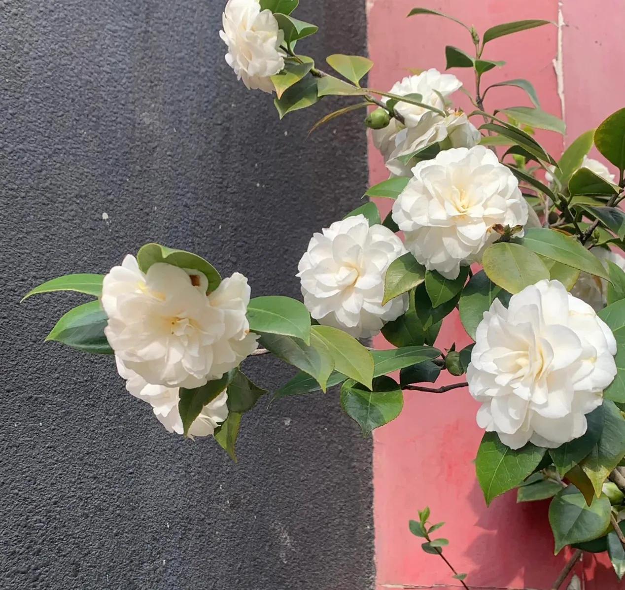 哪些花的花语惊艳了你好久呢,被哪种花的花语惊艳到