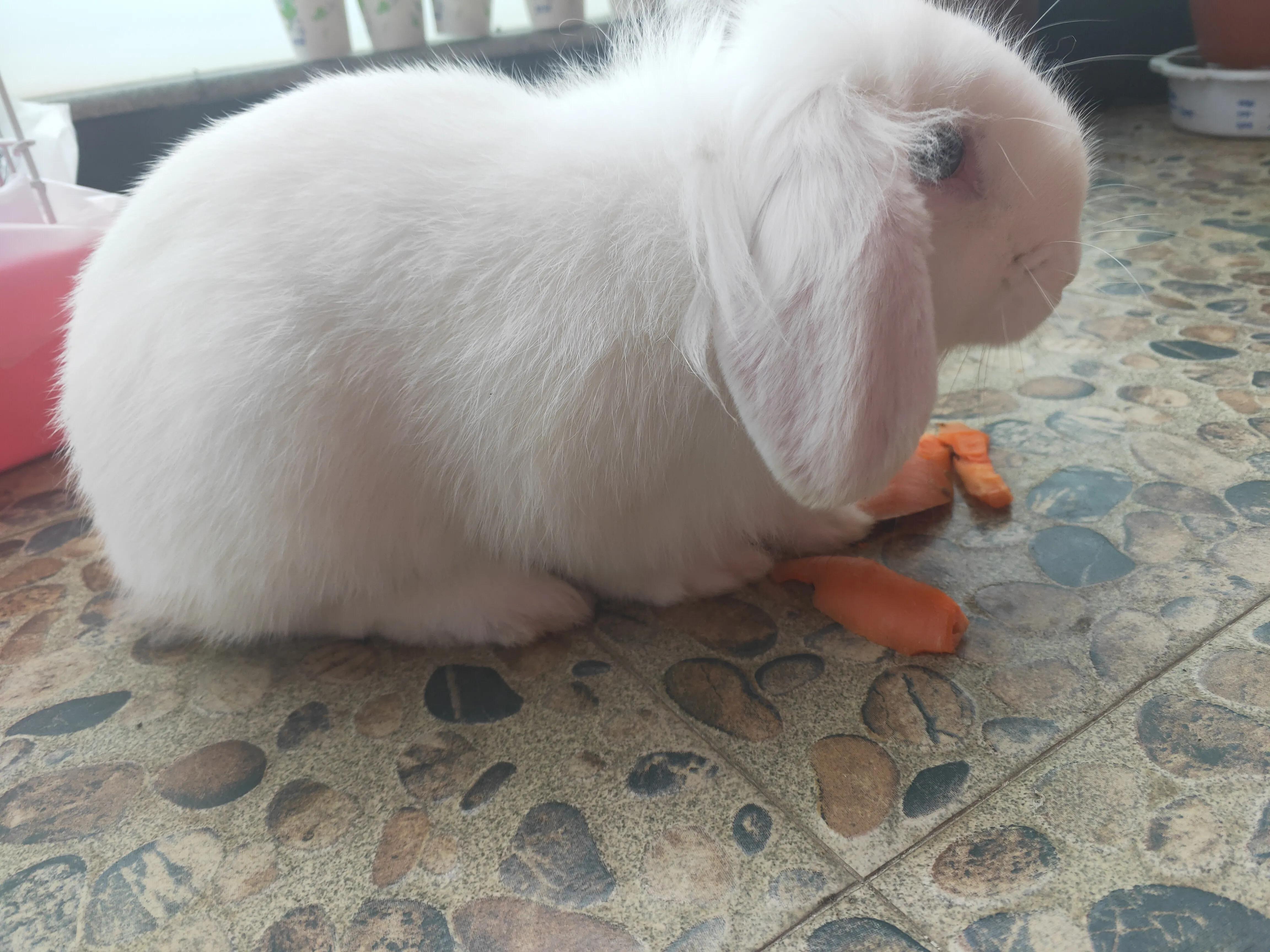 养宠物兔子赚钱吗,有养兔子当宠物的吗