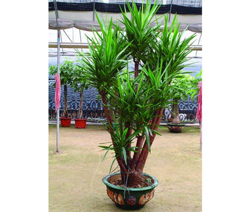 6种植物能快速出效果,哪种木本植物最好养