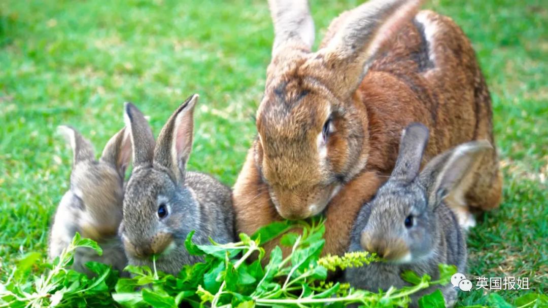 你知道世界上最大的兔子有多大吗,世界上最大的兔子吉尼斯纪录