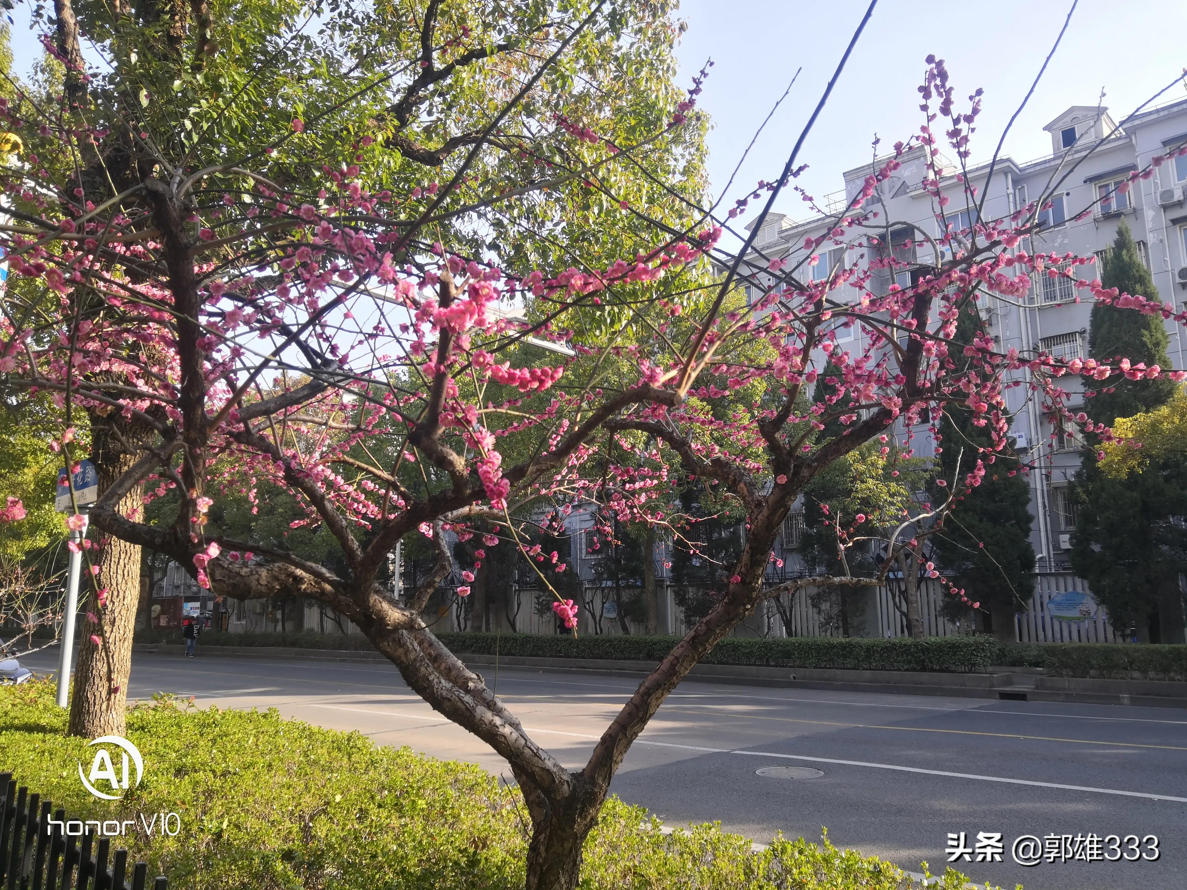 能否让行道树与路名相匹配？