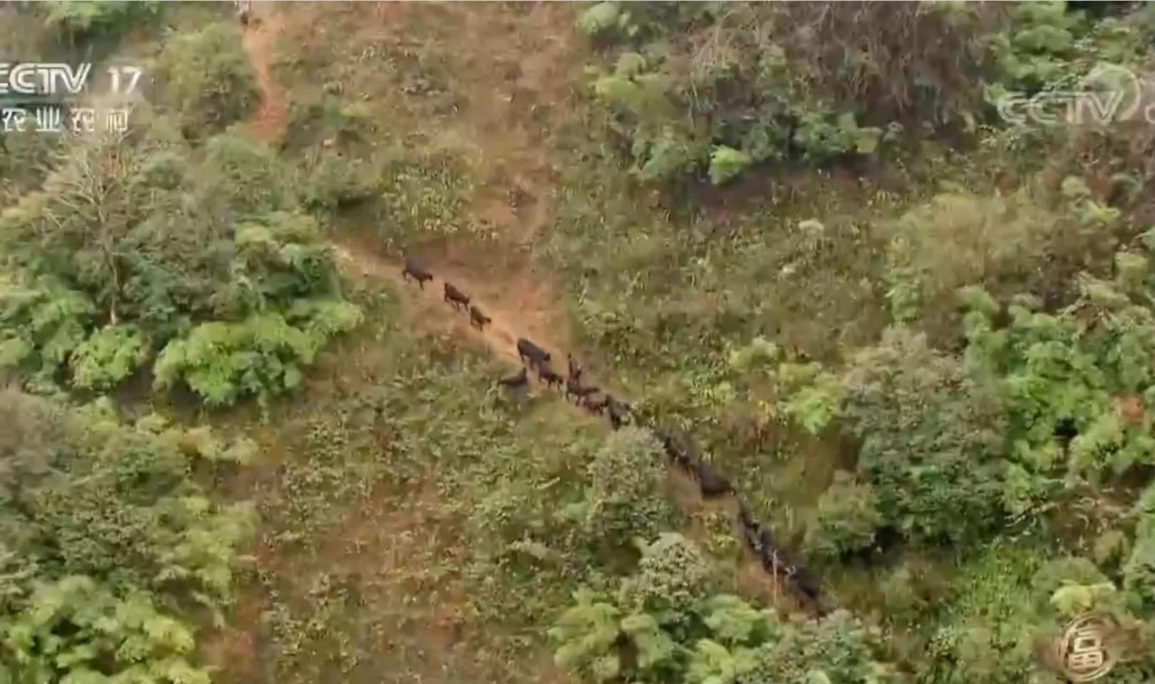 云南男子承包3000亩荒山，如今靠荒山实现梦想，年销售额700多万