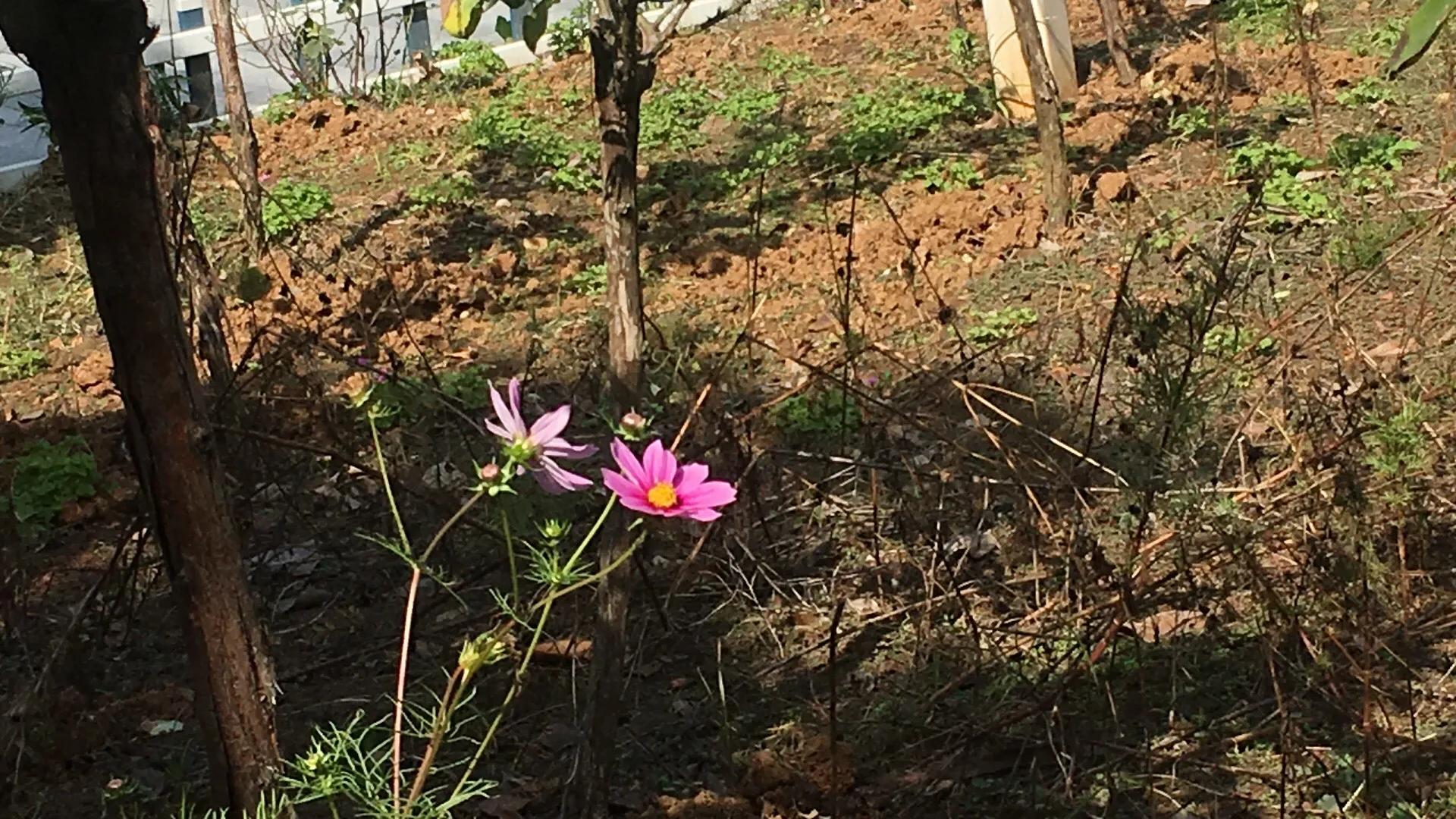 爱与爱情的区别,爱与爱情不需要等待