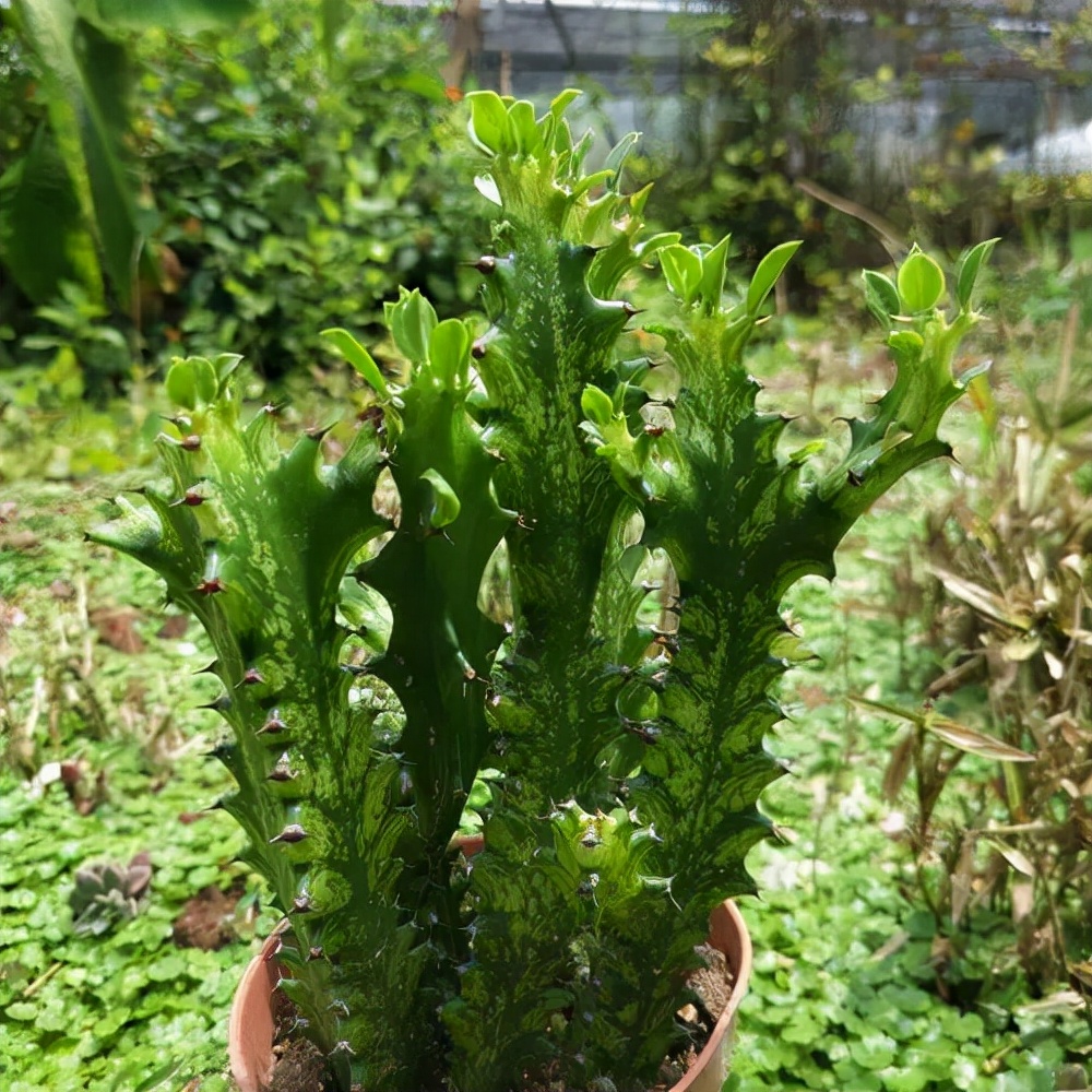 十种最吉利的镇宅花,家里养这5种旺宅花