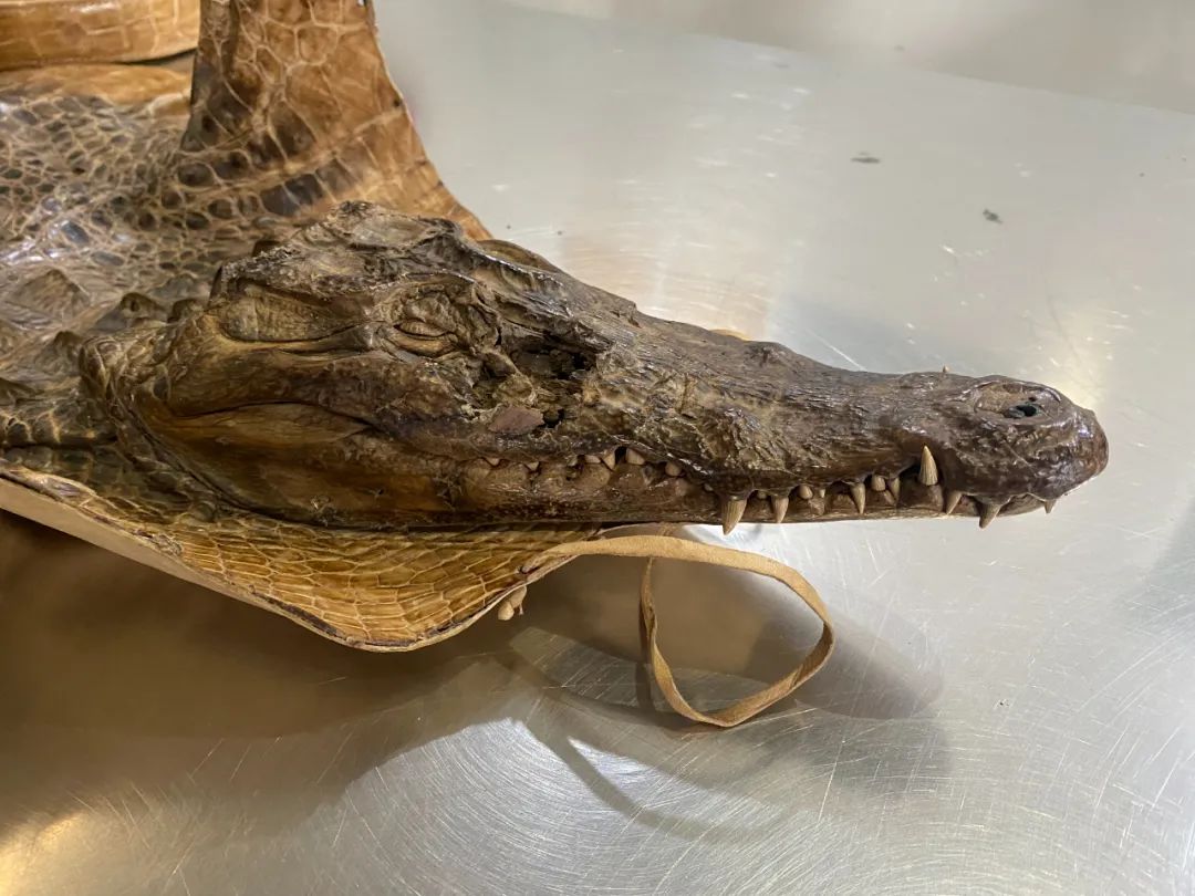 鳄鱼泡澡桶,鳄鱼全家玩具