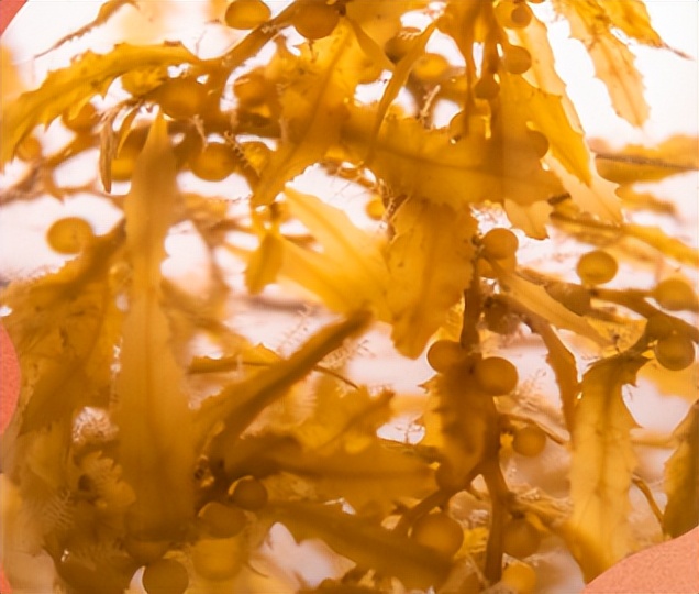 植物提取物是智商税嘛,植物提取物属于食品吗