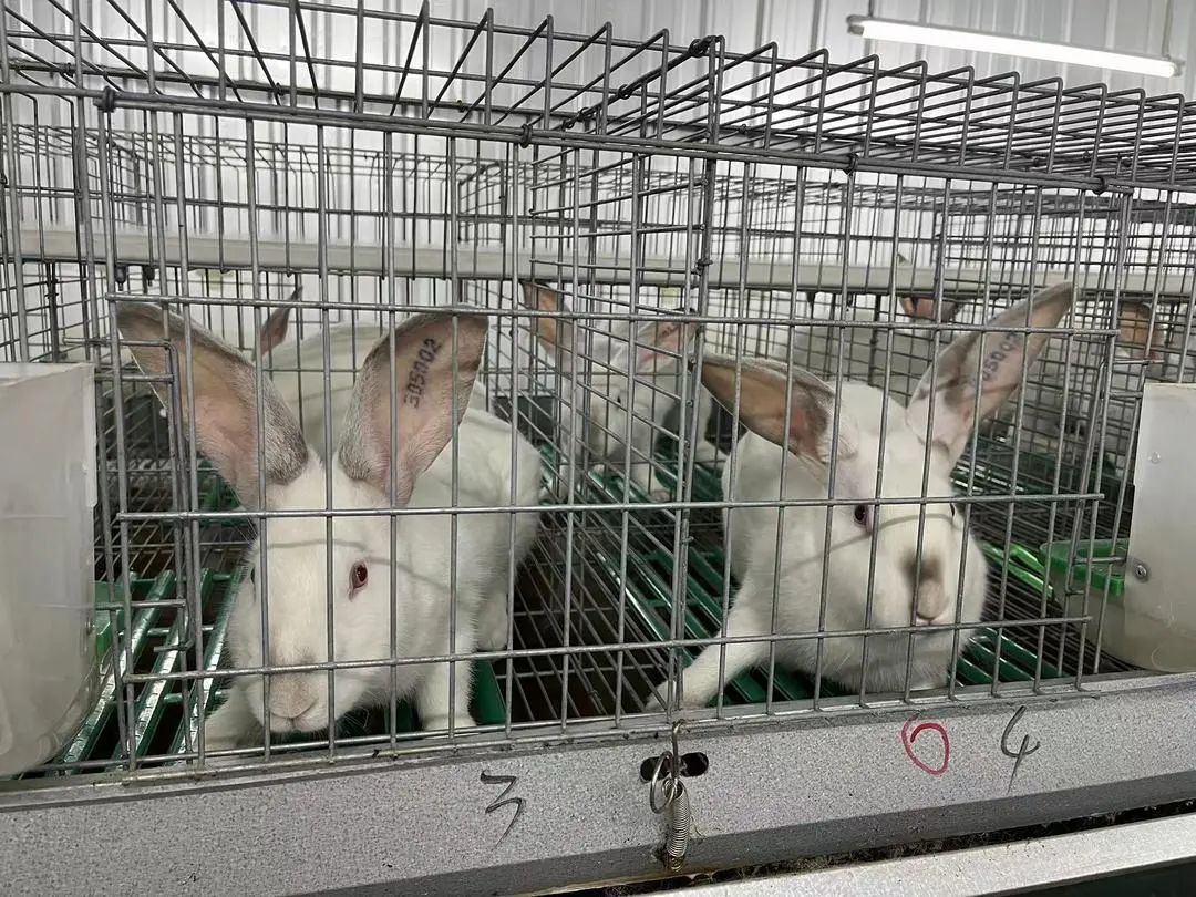 洲仔镇肉兔,小兔子乖乖把门开好运来