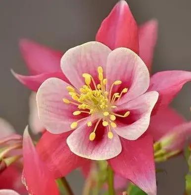 各种形态的花卉,30多种奇异的鲜花供你欣赏收藏