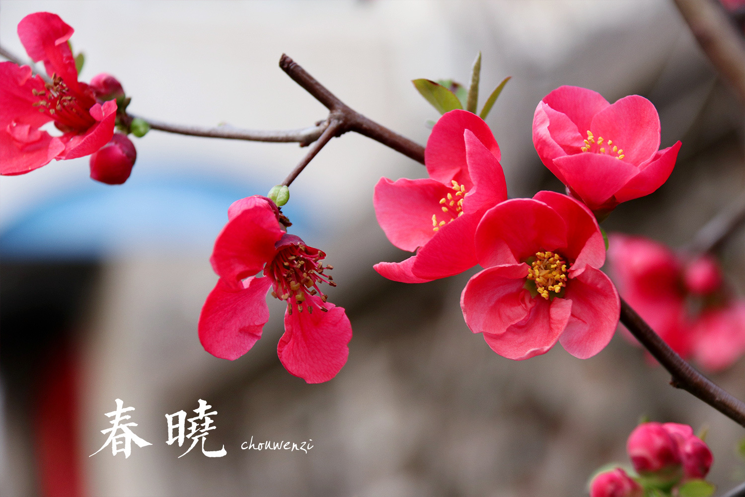 欣赏一篇描写春天的诗词,描写春天的诗句都有哪些