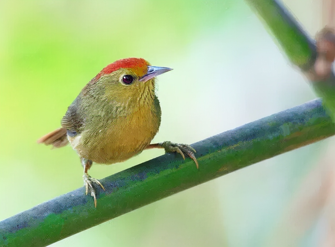 羽色最绚丽的鸟图片,鸟类雨后飞翔照片