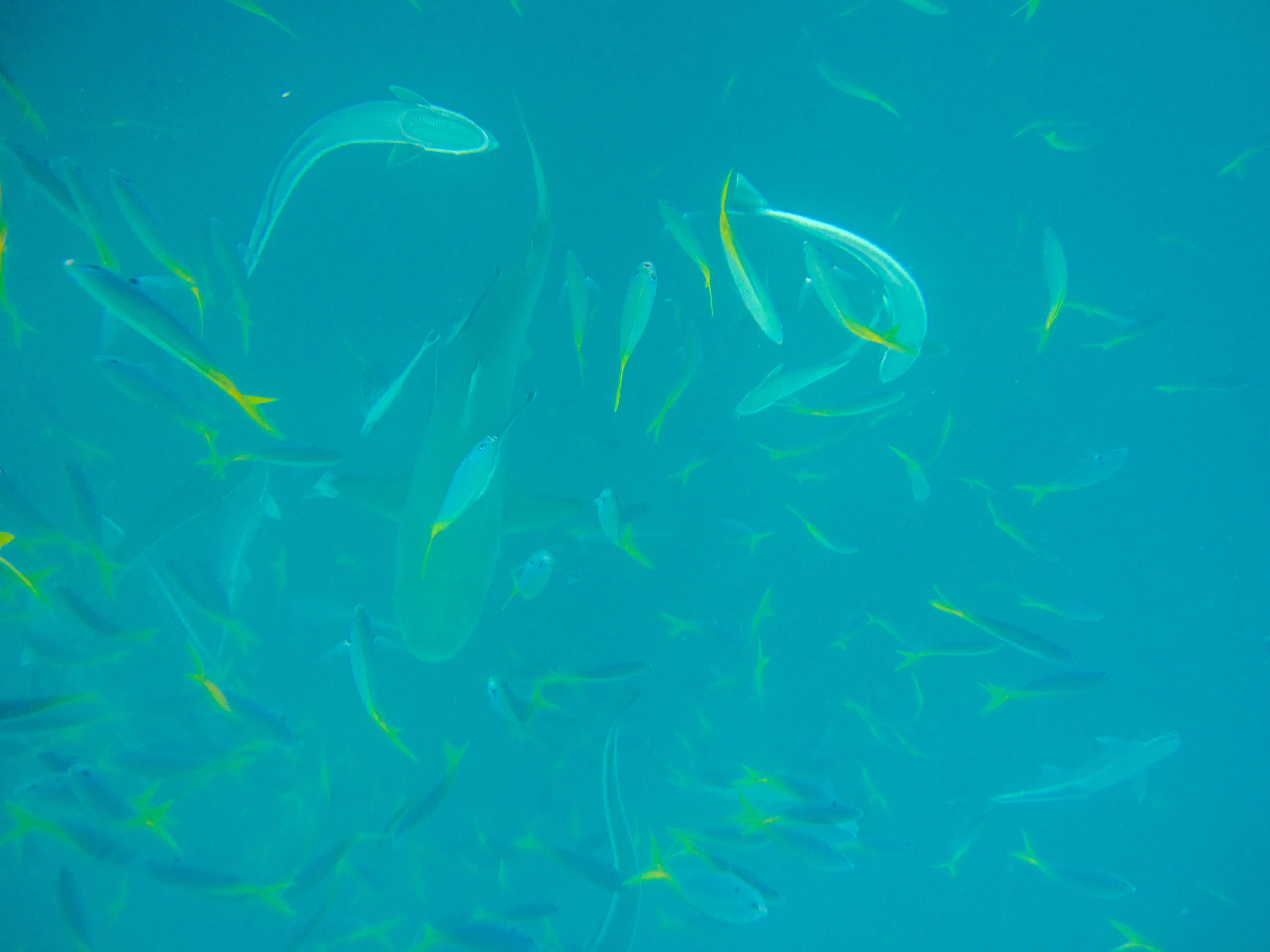 上帝的水族箱,上帝的鱼缸马尔代夫