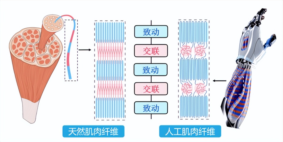 华南理工高分子材料研发项目,华南理工高分子材料突破